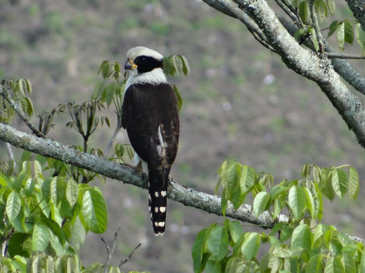 Hacienda Guayabal Villa Chinchina ภายนอก รูปภาพ